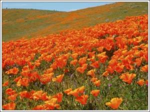 field-of-california-poppies
